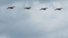 Saab 105 OE
